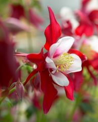 Aquilegia - Red Star